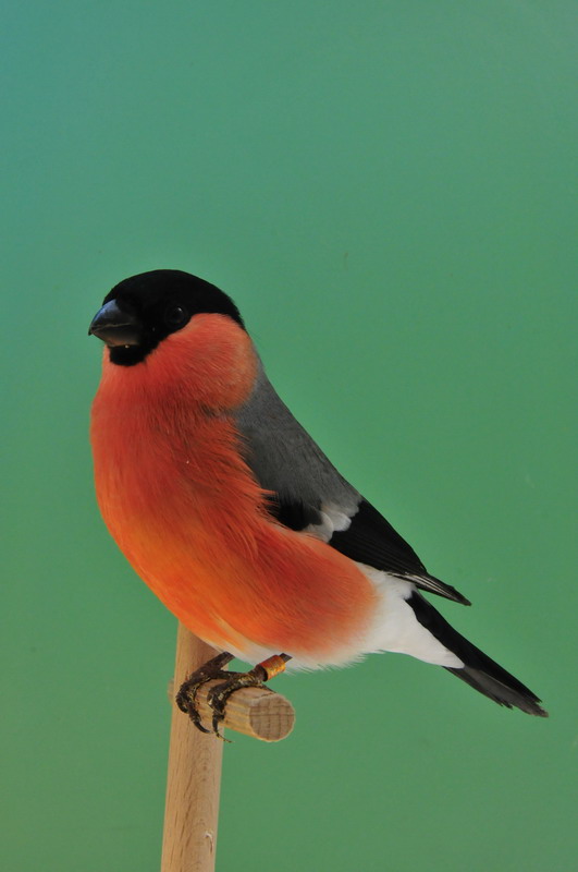 Pobjednici 33. Ornitoloskog prvenstva Hrvatske, Foto: Ivan Dilber Pobjednici 33. Ornitoloskog prvenstva Hrvatske, Foto: Ivan Dilber