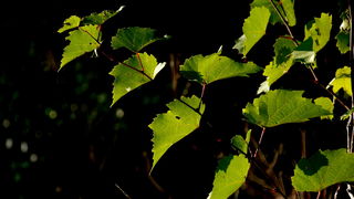 Iške crtice u objektivu Leonarda Kvarantana
