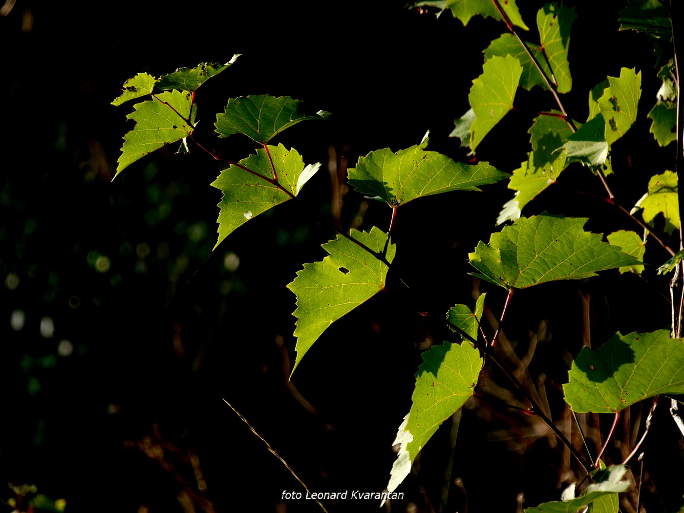 Iške crtice u objektivu Leonarda Kvarantana