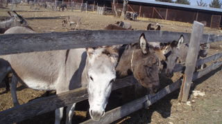 OLYMPUS DIGITAL CAMERA OLYMPUS DIGITAL CAMERA