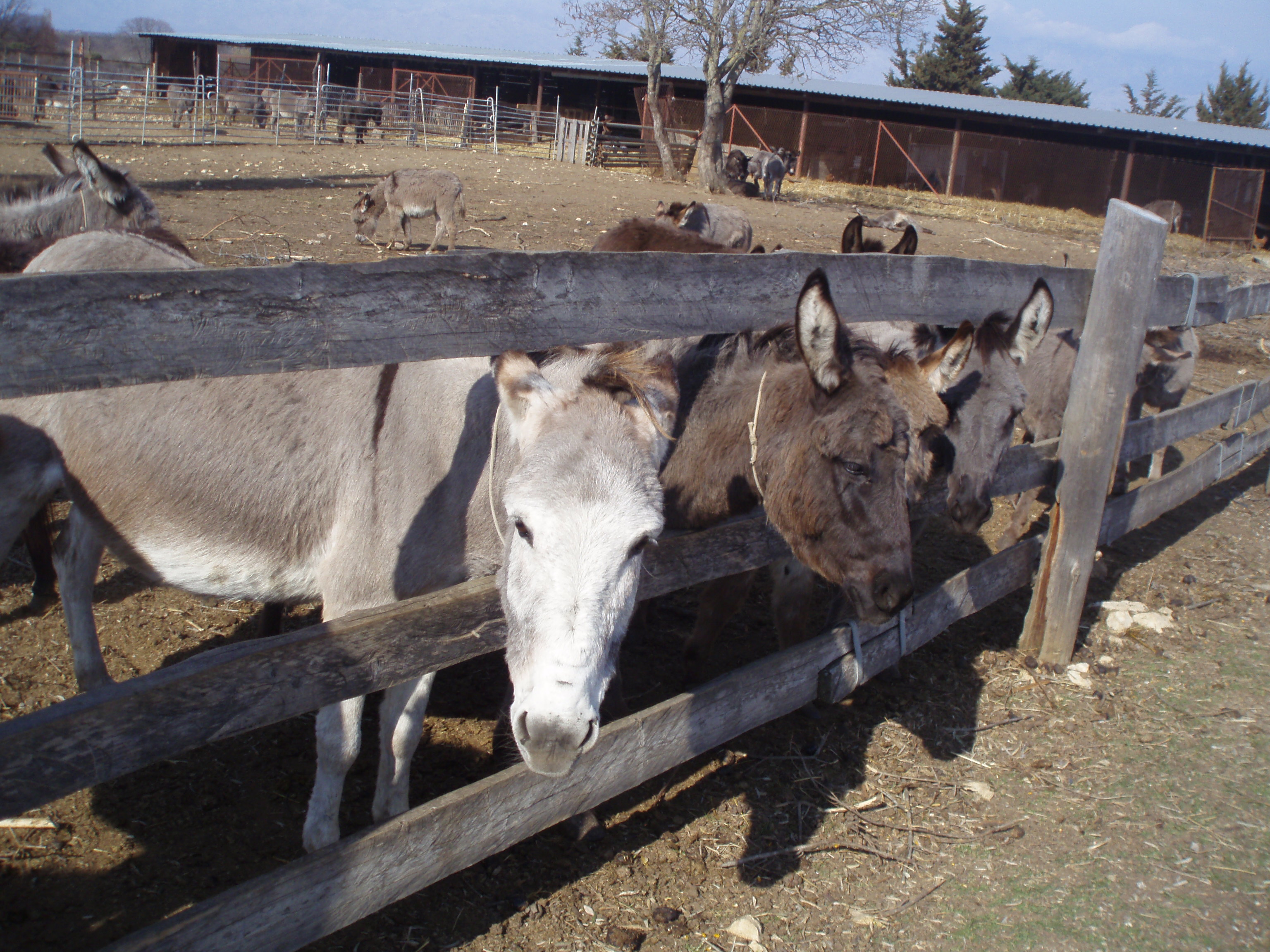 OLYMPUS DIGITAL CAMERA OLYMPUS DIGITAL CAMERA