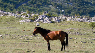 Velebitski divlji konji, Foto: Leo Banić