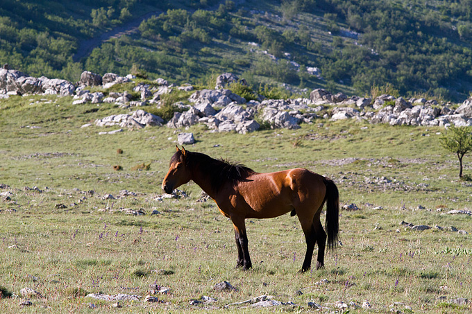 Velebitski divlji konji, Foto: Leo Banić