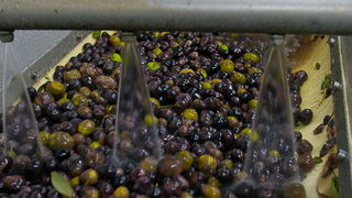 Put masline od stabla do djevicanskog ulja, Foto: Leo Banic Put masline od stabla do djevicanskog ulja, Foto: Leo Banic