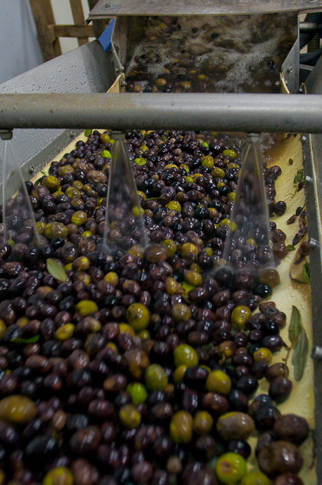 Put masline od stabla do djevicanskog ulja, Foto: Leo Banic Put masline od stabla do djevicanskog ulja, Foto: Leo Banic