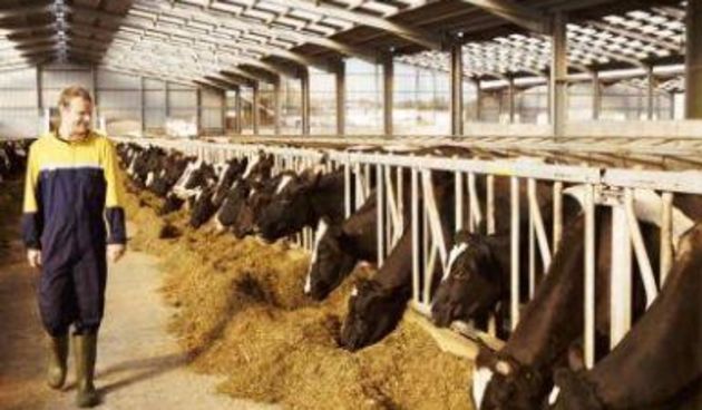 Stočar, foto: agrolink.ba