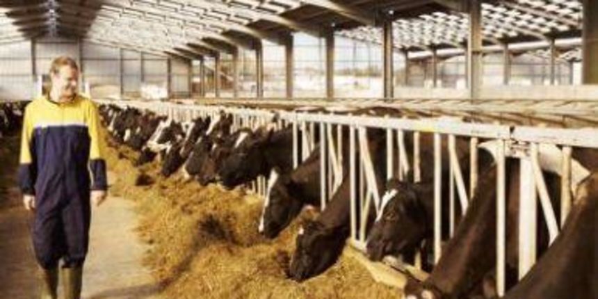 Stočar, foto: agrolink.ba