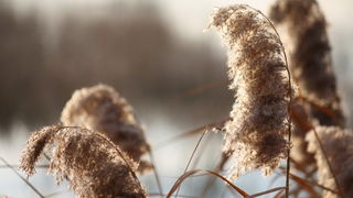 Đir uz Vransko jezero, Foto: Iva Perinić Đir uz Vransko jezero, Foto: Iva Perinić