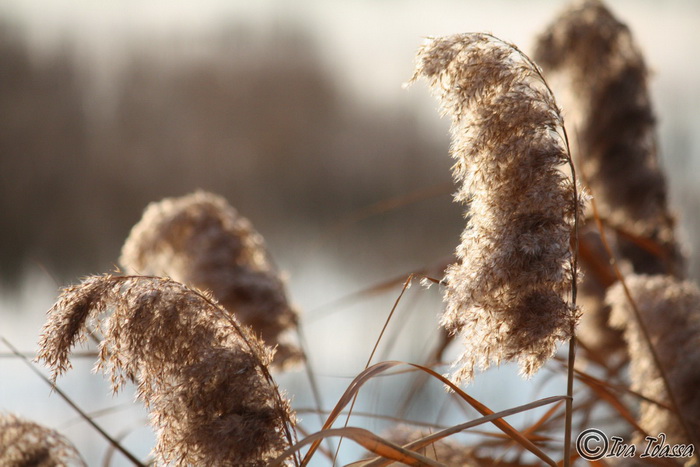 Đir uz Vransko jezero, Foto: Iva Perinić Đir uz Vransko jezero, Foto: Iva Perinić