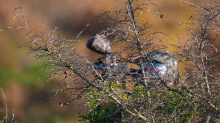 Paintball Team Brabori u akciji, Foto: Leo Banic
