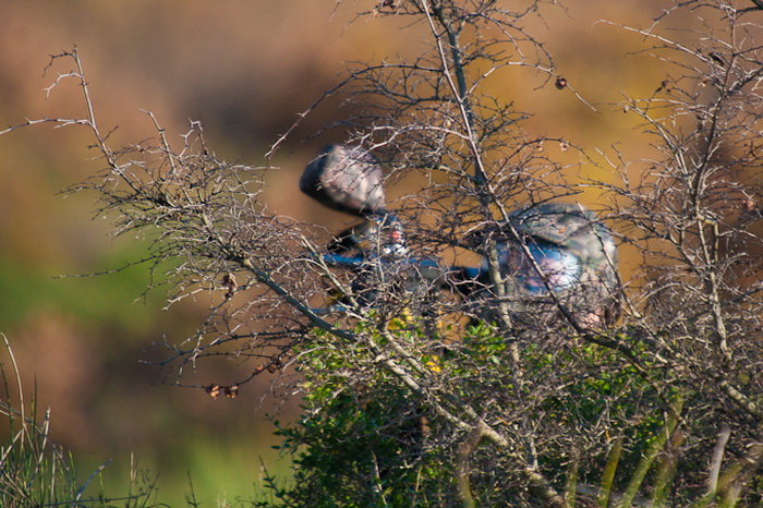Paintball Team Brabori u akciji, Foto: Leo Banic