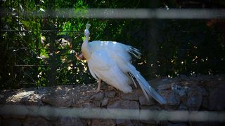 Zaton Obrovački: ZOO s egzotičnim i domaćim životinjama Zaton Obrovački: ZOO s egzotičnim i domaćim životinjama