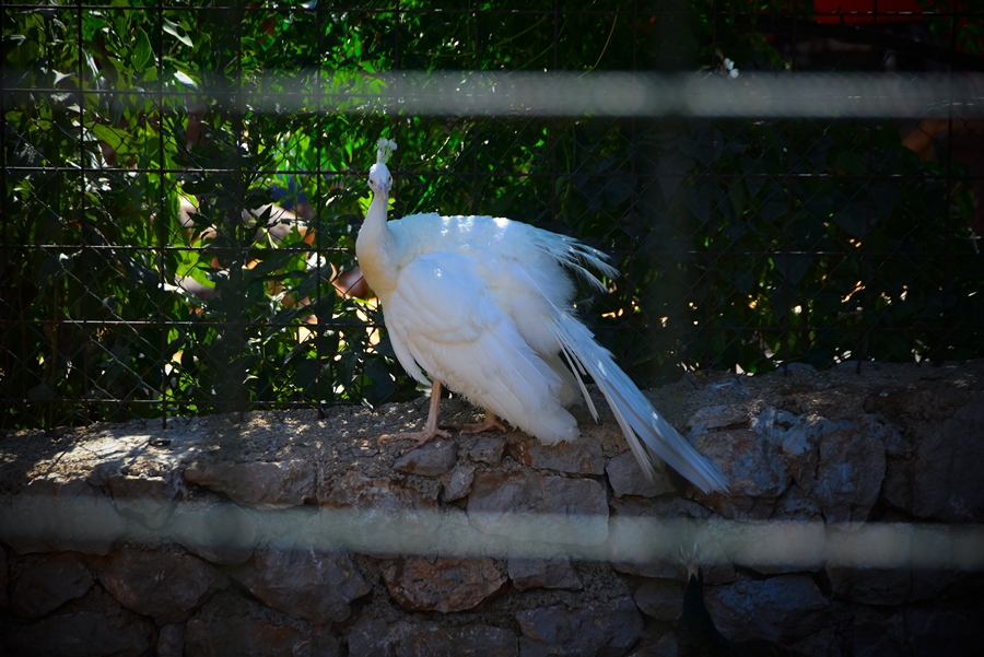 Zaton Obrovački: ZOO s egzotičnim i domaćim životinjama Zaton Obrovački: ZOO s egzotičnim i domaćim životinjama