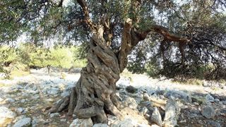 Lun: u posjeti tisućljetnom masliniku, Foto: Luka Stanzl/PIXSELL Lun: u posjeti tisućljetnom masliniku, Foto: Luka Stanzl/PIXSELL