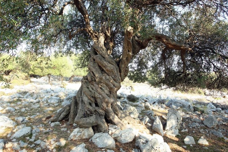 Lun: u posjeti tisućljetnom masliniku, Foto: Luka Stanzl/PIXSELL Lun: u posjeti tisućljetnom masliniku, Foto: Luka Stanzl/PIXSELL