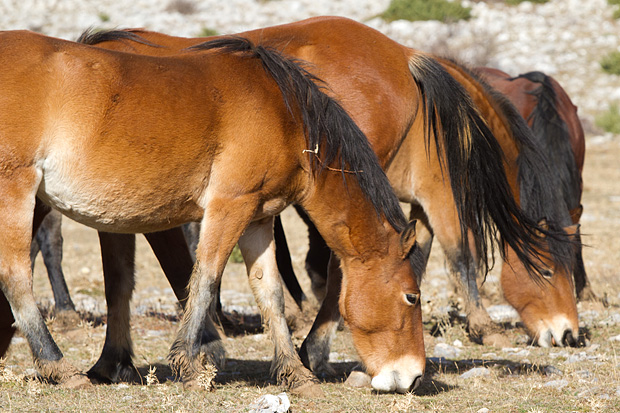 Velebitski divlji konji, Foto: Leo Banić