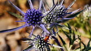 Đir do Kremena, foto: L. Kvarantan