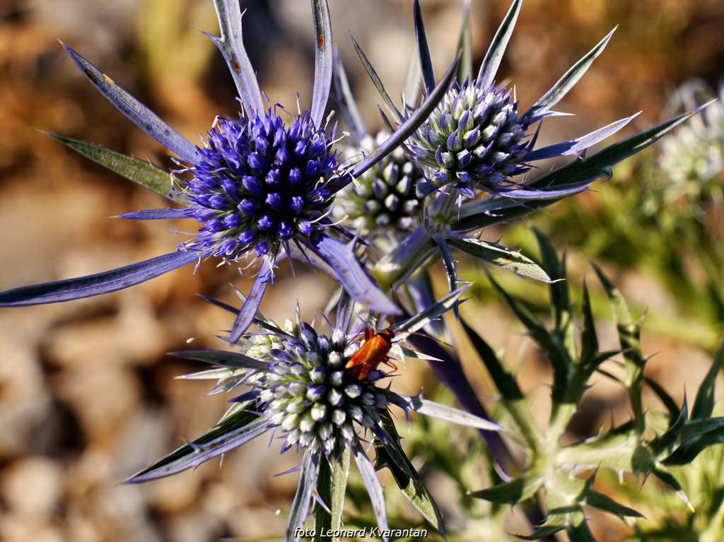 Đir do Kremena, foto: L. Kvarantan