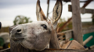 Farma “Dar-mar” (foto:Saša Čuka)