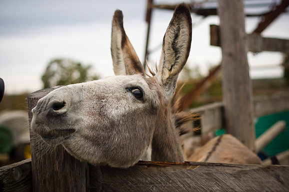 Farma “Dar-mar” (foto:Saša Čuka)