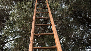 Berba maslina u Lunu, foto: V. Pesic