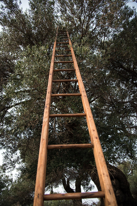 Berba maslina u Lunu, foto: V. Pesic