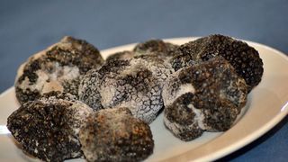 Predstavljanje tartufa s područja Zadarske županije, foto: eZadar