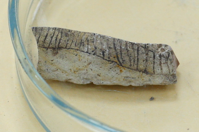 Zadar, 230610.
Na arheoloskom nalazistu u pecini Vlakno na Dugom otoku izmedju ostalih nakitnih predmeta pronadjen je i predmet ukrasen nizom kratkih paralelnih i dva vodoravna ureza za koje se sumnja da su umjetno izradjeni. Star oko 15 000 godina moze Zadar, 230610.
Na arheoloskom nalazistu u pecini Vlakno na Dugom otoku izmedju ostalih nakitnih predmeta pronadjen je i predmet ukrasen nizom kratkih paralelnih i dva vodoravna ureza za koje se sumnja da su umjetno izradjeni. Star oko 15 000 godina moze