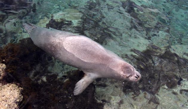 Na poznatom pulskom šetalistu Lungo mare tik uz obalu sredozemna medvjedica uživala je u jutarnjem igranju i drijemanju.  Photo: Duško Marušić/PIXSELL
