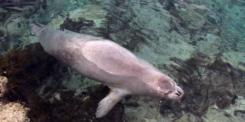 Na poznatom pulskom šetalistu Lungo mare tik uz obalu sredozemna medvjedica uživala je u jutarnjem igranju i drijemanju.  Photo: Duško Marušić/PIXSELL