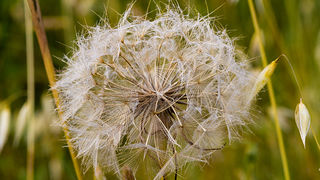 Cvijeće, bube, pauk, foto: Leo Banić