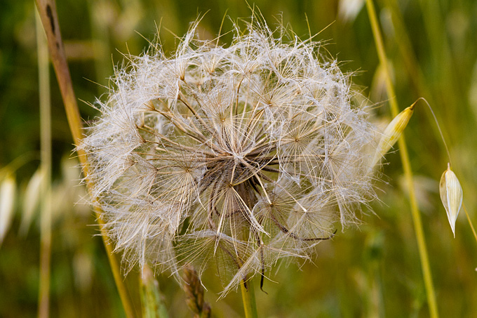 Cvijeće, bube, pauk, foto: Leo Banić