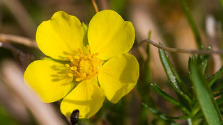 Priroda, cvijece, livada, sparoge, foto: Leo Banic