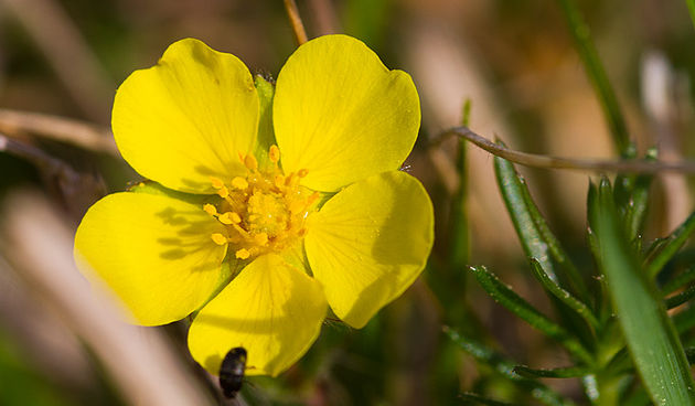 Priroda, cvijece, livada, sparoge, foto: Leo Banic