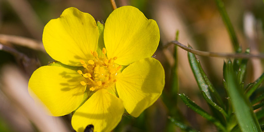 Priroda, cvijece, livada, sparoge, foto: Leo Banic Priroda, cvijece, livada, sparoge, foto: Leo Banic