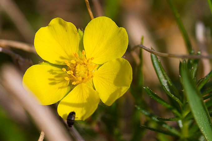 Priroda, cvijece, livada, sparoge, foto: Leo Banic