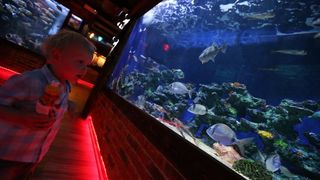 Vranjicki Aquapark godinu dana nakon otvorenja zadivljuje posjetitelje kao i prvog dana. U velicanstvenim pojavama iz morskog svijeta najvise ipak uzivaju djeca. Photo: Ivo Cagalj/PIXSELL Vranjicki Aquapark godinu dana nakon otvorenja zadivljuje posjetitelje kao i prvog dana. U velicanstvenim pojavama iz morskog svijeta najvise ipak uzivaju djeca. Photo: Ivo Cagalj/PIXSELL