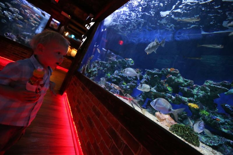 Vranjicki Aquapark godinu dana nakon otvorenja zadivljuje posjetitelje kao i prvog dana. U velicanstvenim pojavama iz morskog svijeta najvise ipak uzivaju djeca. Photo: Ivo Cagalj/PIXSELL Vranjicki Aquapark godinu dana nakon otvorenja zadivljuje posjetitelje kao i prvog dana. U velicanstvenim pojavama iz morskog svijeta najvise ipak uzivaju djeca. Photo: Ivo Cagalj/PIXSELL
