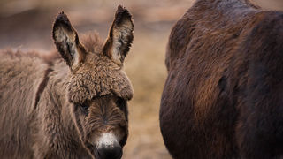 Farma “Dar-mar” (foto:Saša Čuka)