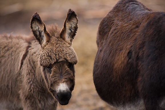 Farma “Dar-mar” (foto:Saša Čuka)
