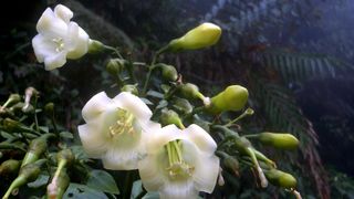 Tropske ptice u kolumbijskom Parque National Natural Tatamá u zapadnim Andama. Foto: Maja Bjelić