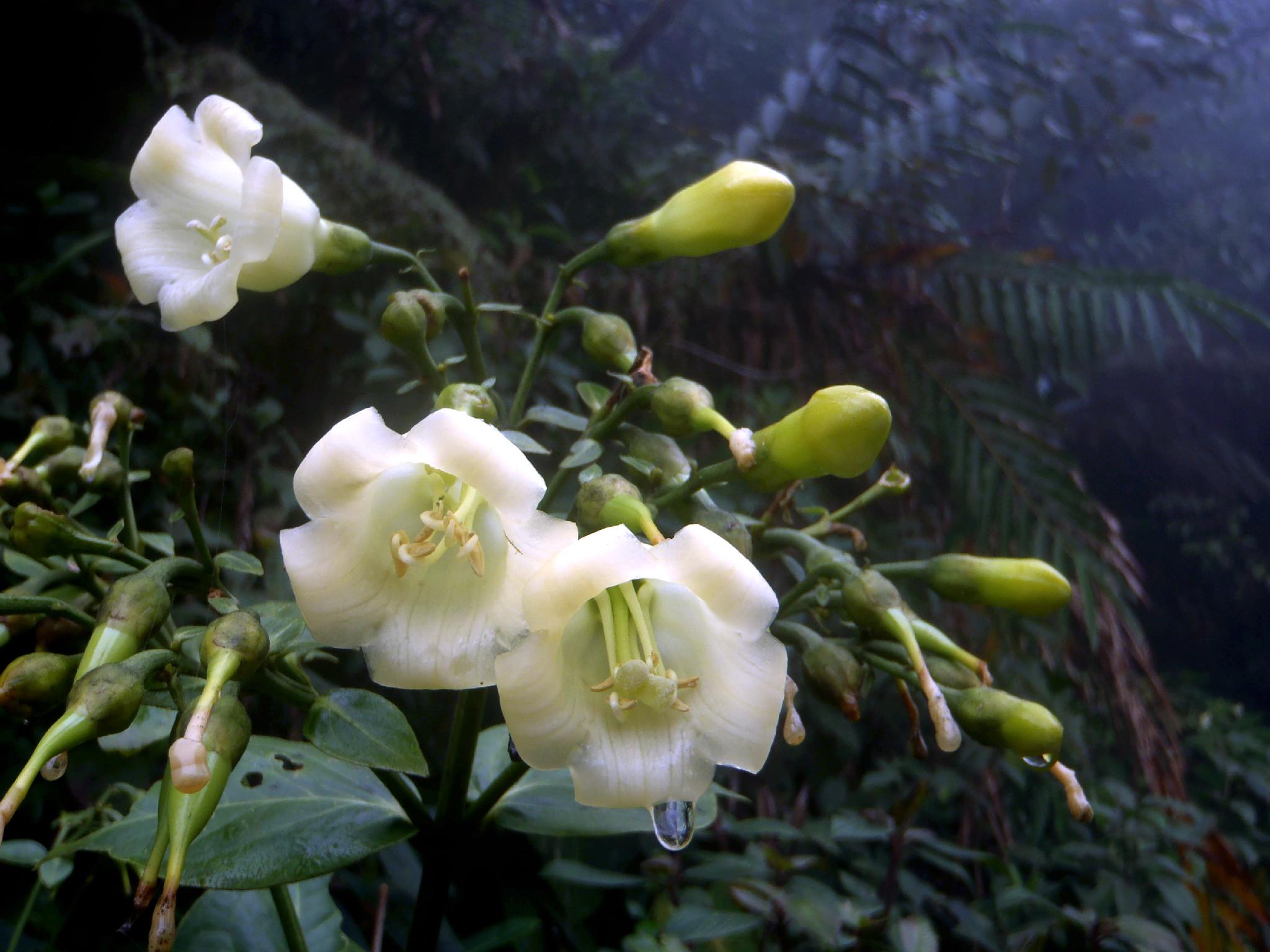 Tropske ptice u kolumbijskom Parque National Natural Tatamá u zapadnim Andama. Foto: Maja Bjelić