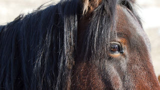 Velebitski divlji konji, Foto: Leo Banić