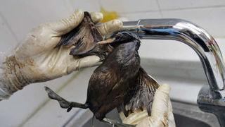 Image 1196793 (auto) Image 1196793 (auto)