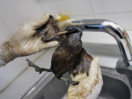 Image 1196793 (auto) Image 1196793 (auto)