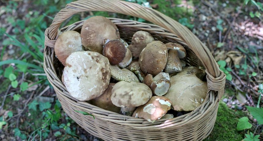 vrganj, vrganji vrganj, vrganji