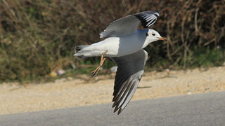 Galebovi u Jazinama, Foto: Leo Banić