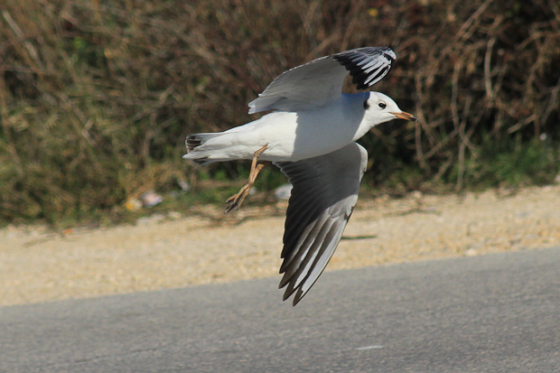 Galebovi u Jazinama, Foto: Leo Banić