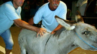 Sukosan: 40. Memorijal kenje Viole i svicarenje, 9. kolovoza 2009, Foto: Mirta Krupic