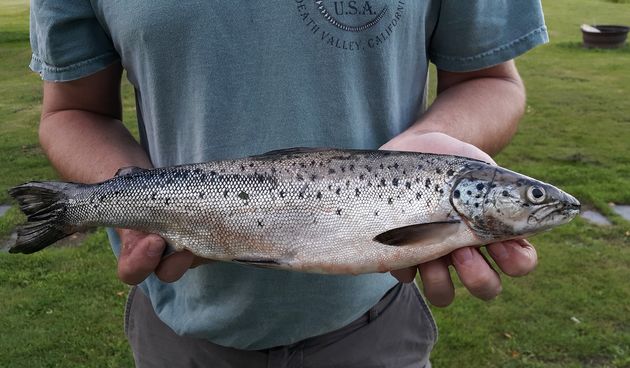 Atlantski losos kao anadromna riblja vrsta